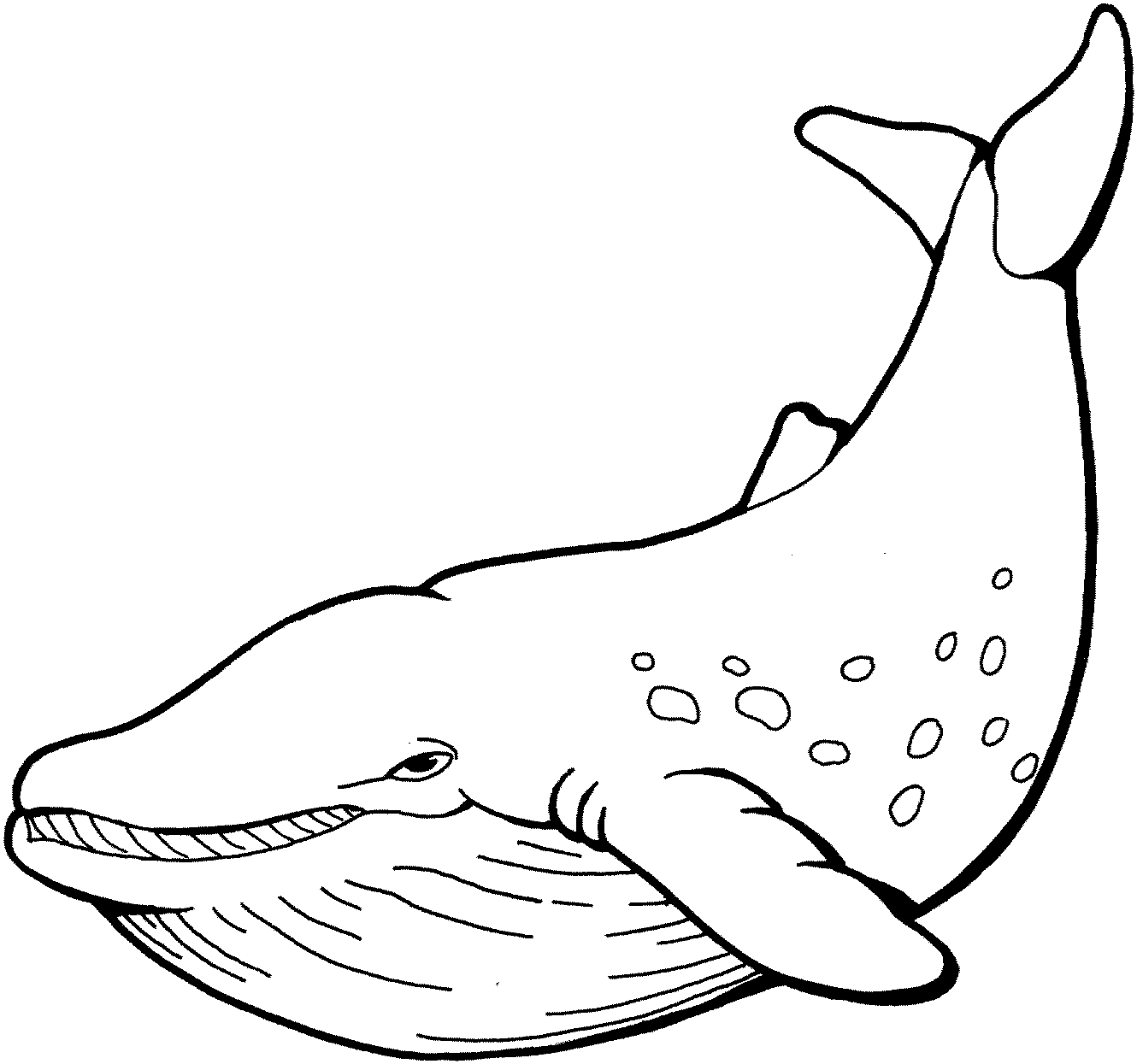 Blue whale clipart black and white