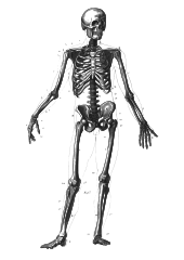 170px-Skeleton_diagram.svg.png