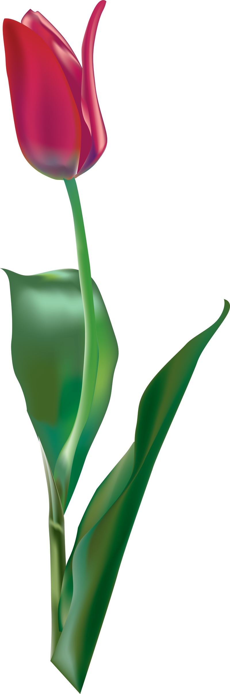 Tulip Vector - Vector download
