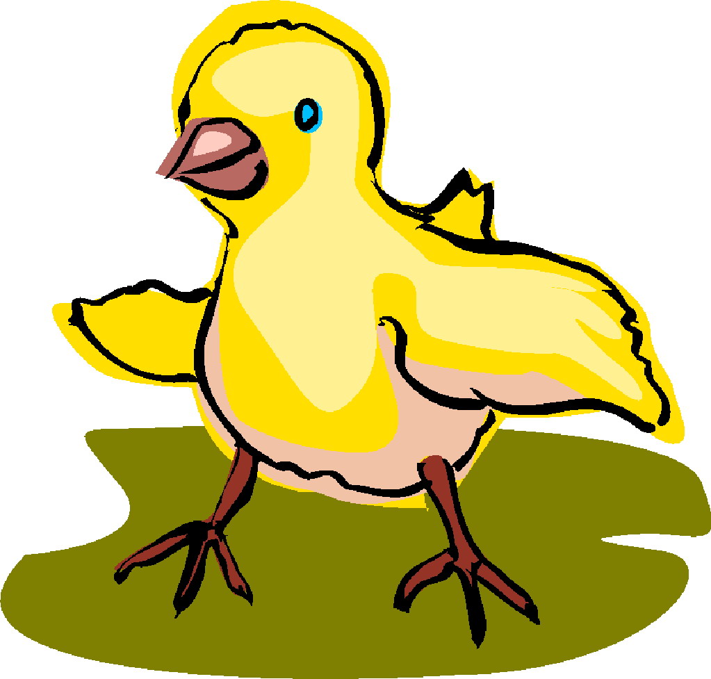 Baby chickens clipart