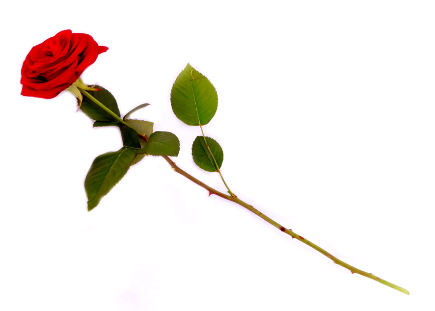 Clipart single rose