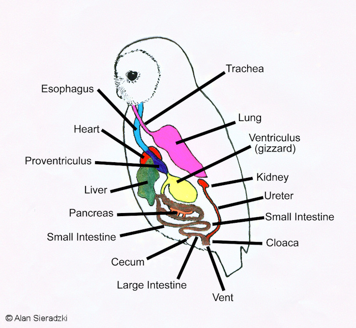 Pictures, Cool stuff and Physiology