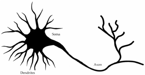 The conceptual diagram of a biological neuron Each neuron ...