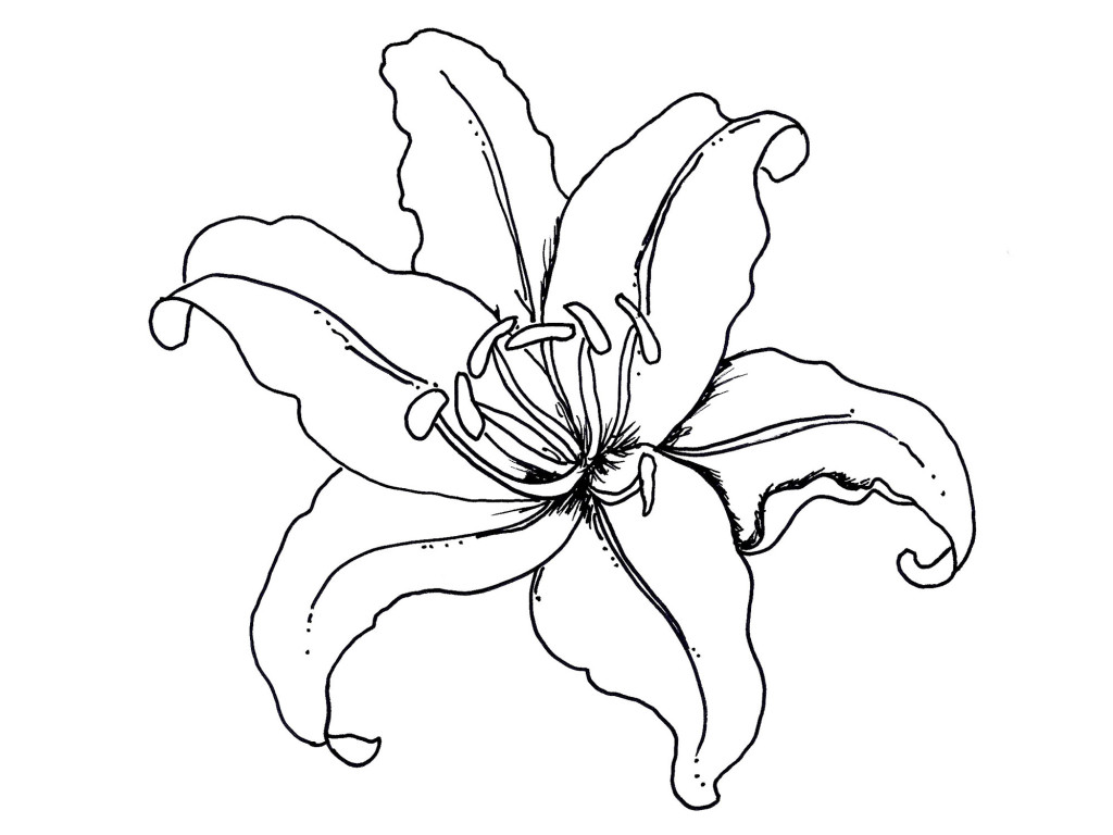 Cartoon Lily Flower | Free Download Clip Art | Free Clip Art | on ...