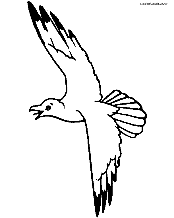 Pictures Of Seagulls To Colour | Free Download Clip Art | Free ...