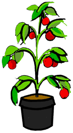 Tomato Vine Clip Art - ClipArt Best