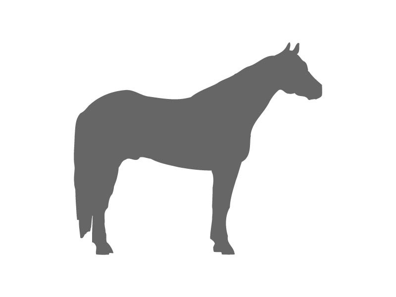 Horse Stencil Shapes - Custom Horse Stencils | Craftcuts.com