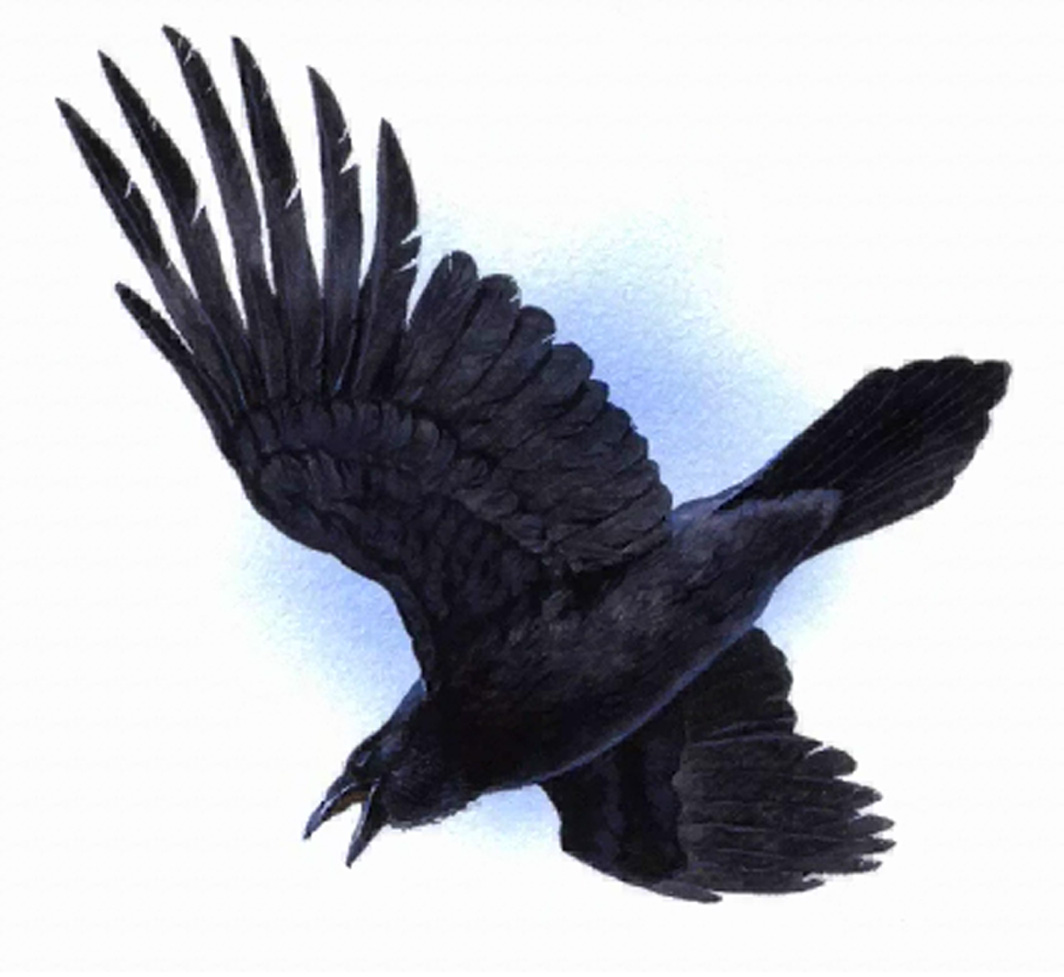 Raven Clipart