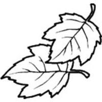 Gum Leaf Template Clipart - Free to use Clip Art Resource