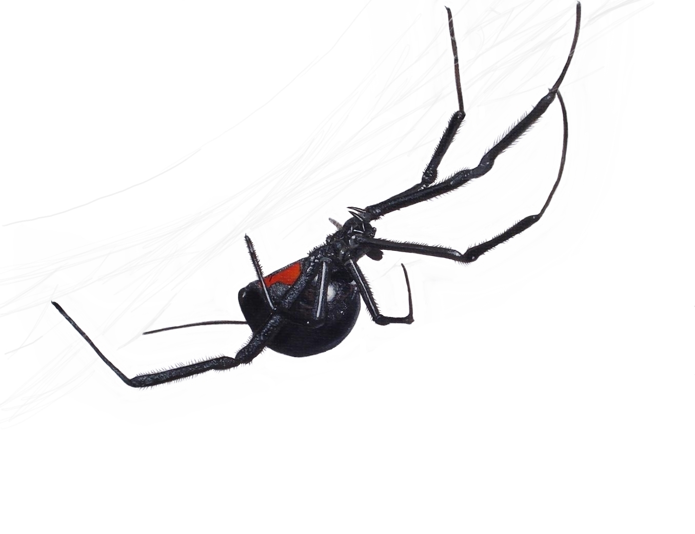 Black Widow Spider Art