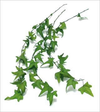 Ivy Light Finger Green | Ohchi Nursery Co., Ltd.