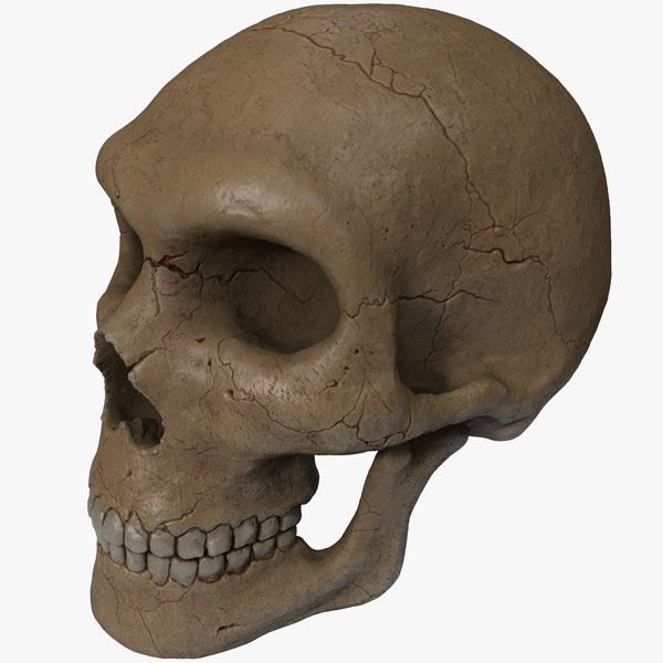 Detailed Human Skull Related Keywords & Suggestions - Detailed ...