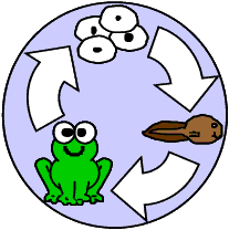 Frog Life Cycle Coloring Pages - Free Clipart Images