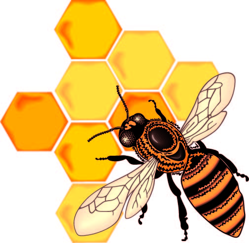 Bee honey honeycomb vector Free Vector