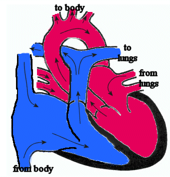 Simple Heart Diagram For Kids - ClipArt Best