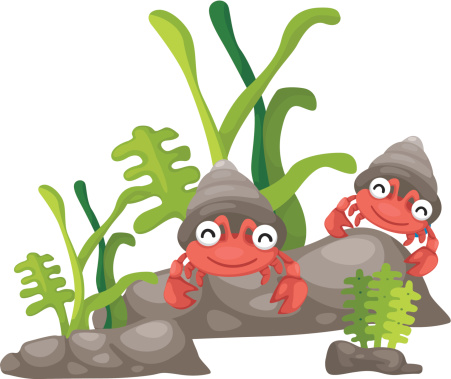 Cartoon Hermit Crab Clip Art, Vector Images & Illustrations