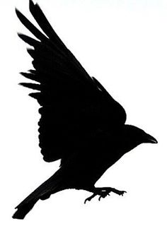 Crows, How to draw and To draw