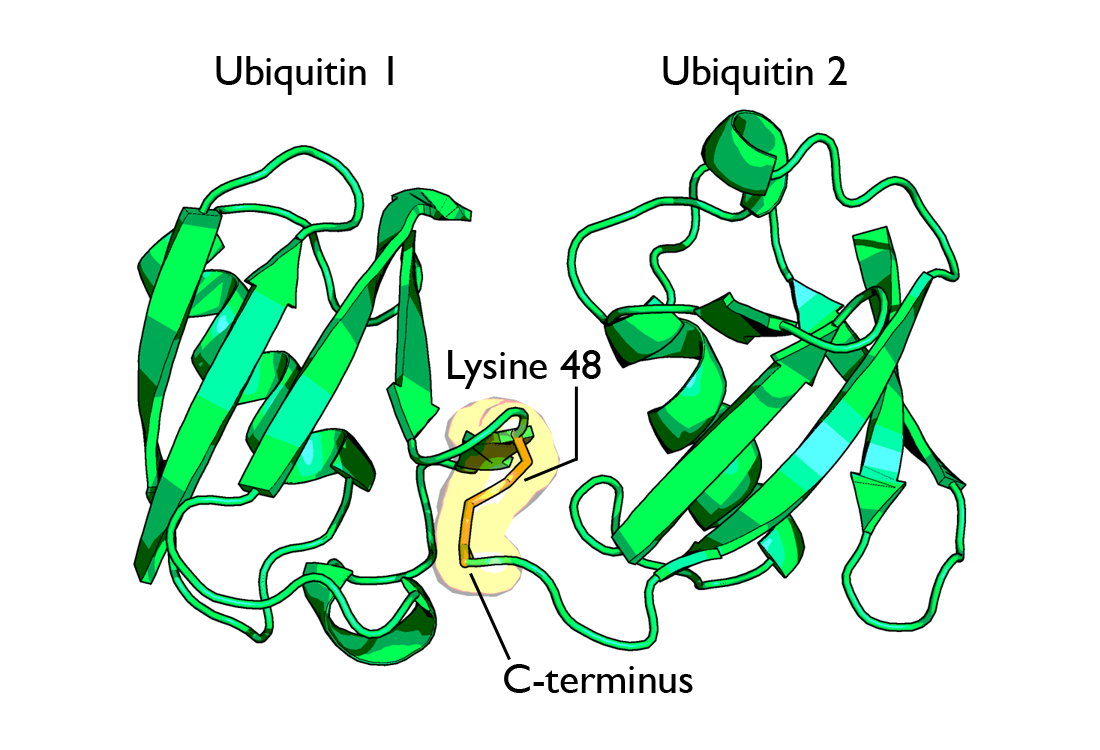 Lymphocyte Diagram - ClipArt Best