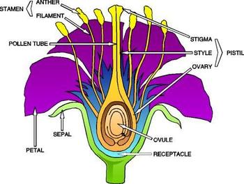 Diagram Of Flower Reproductive System - ClipArt Best