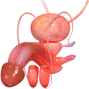 VR Male Reproductive System - Android Apps on Google Play