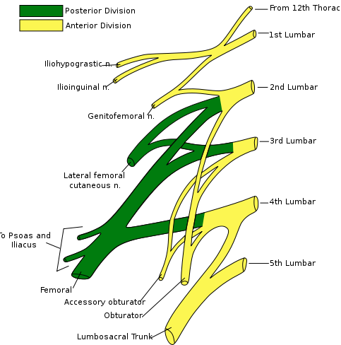 Ilioinguinal nerve