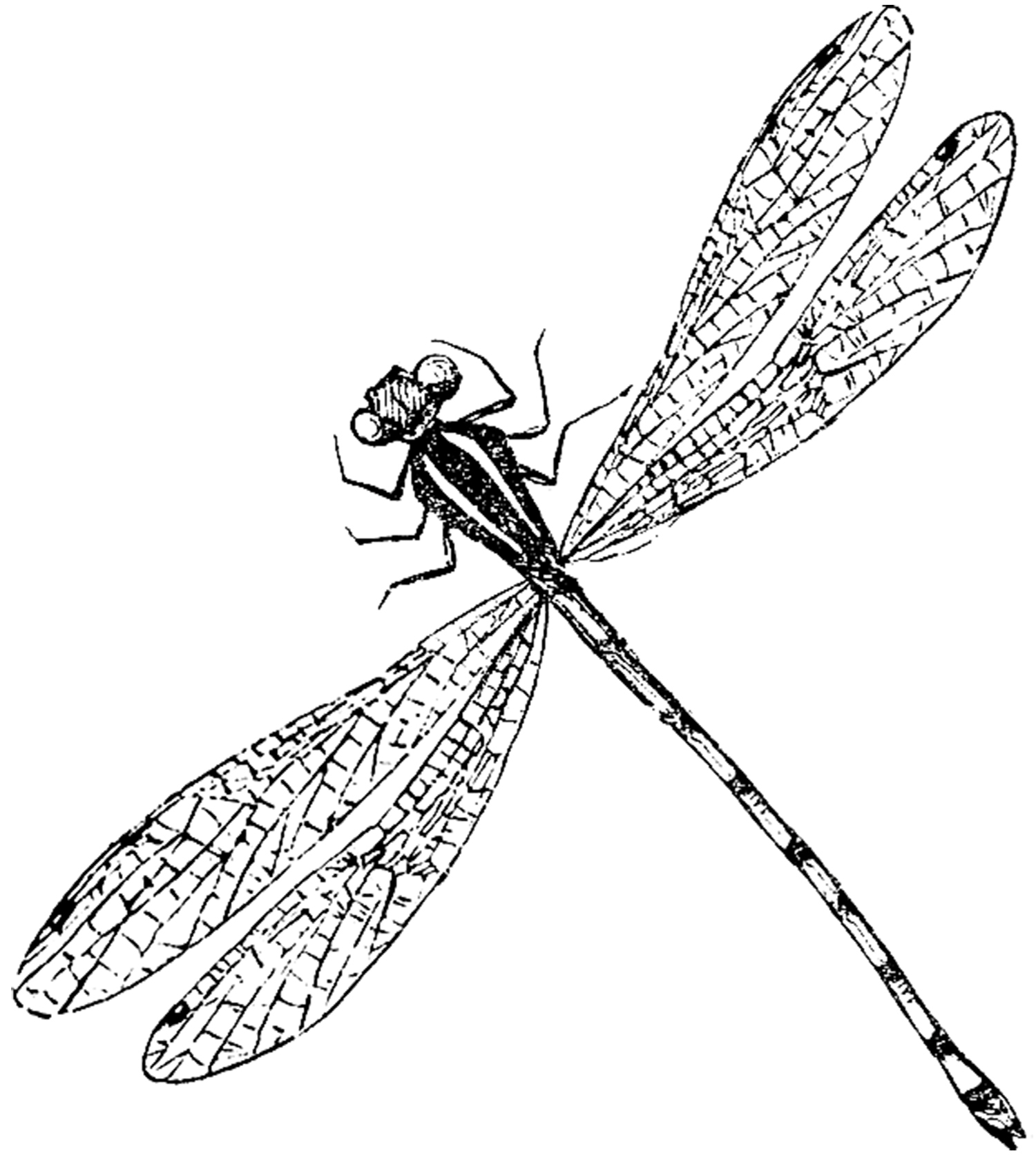 Simple Dragonfly Drawing ClipArt Best