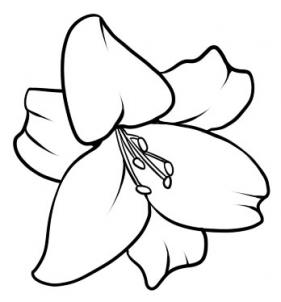 How to Draw a Lily, Step by Step, Flowers, Pop Culture, FREE ...