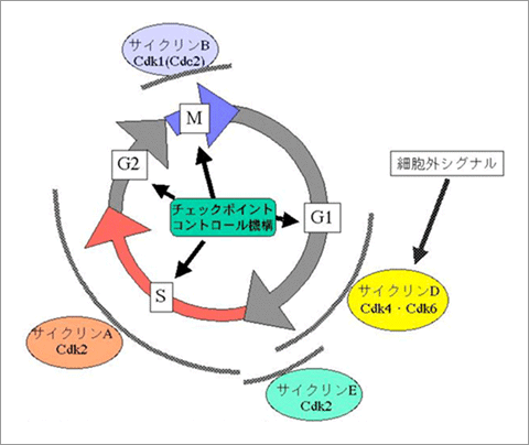 Labs | NAIST-GSBS