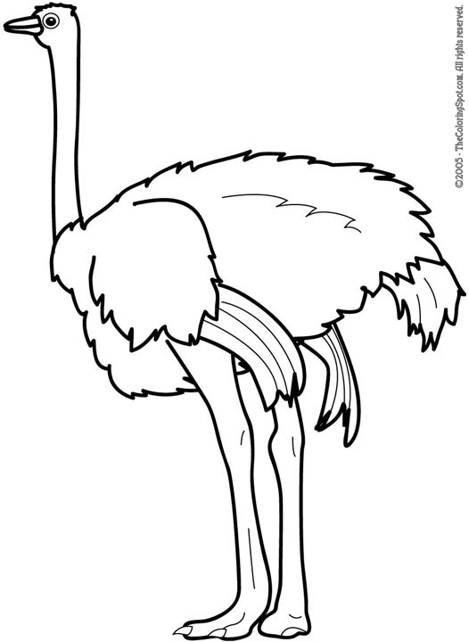 Ostrich Clip Art Free - Free Clipart Images