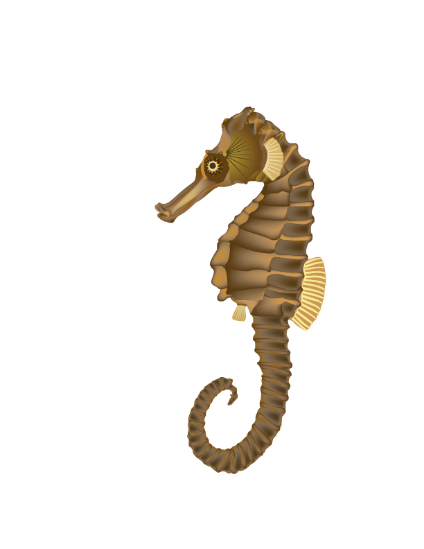 Seahorse PNG Transparent Images | PNG All