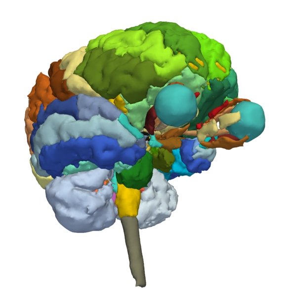 PubDB - SPL-PNL Brain Atlas