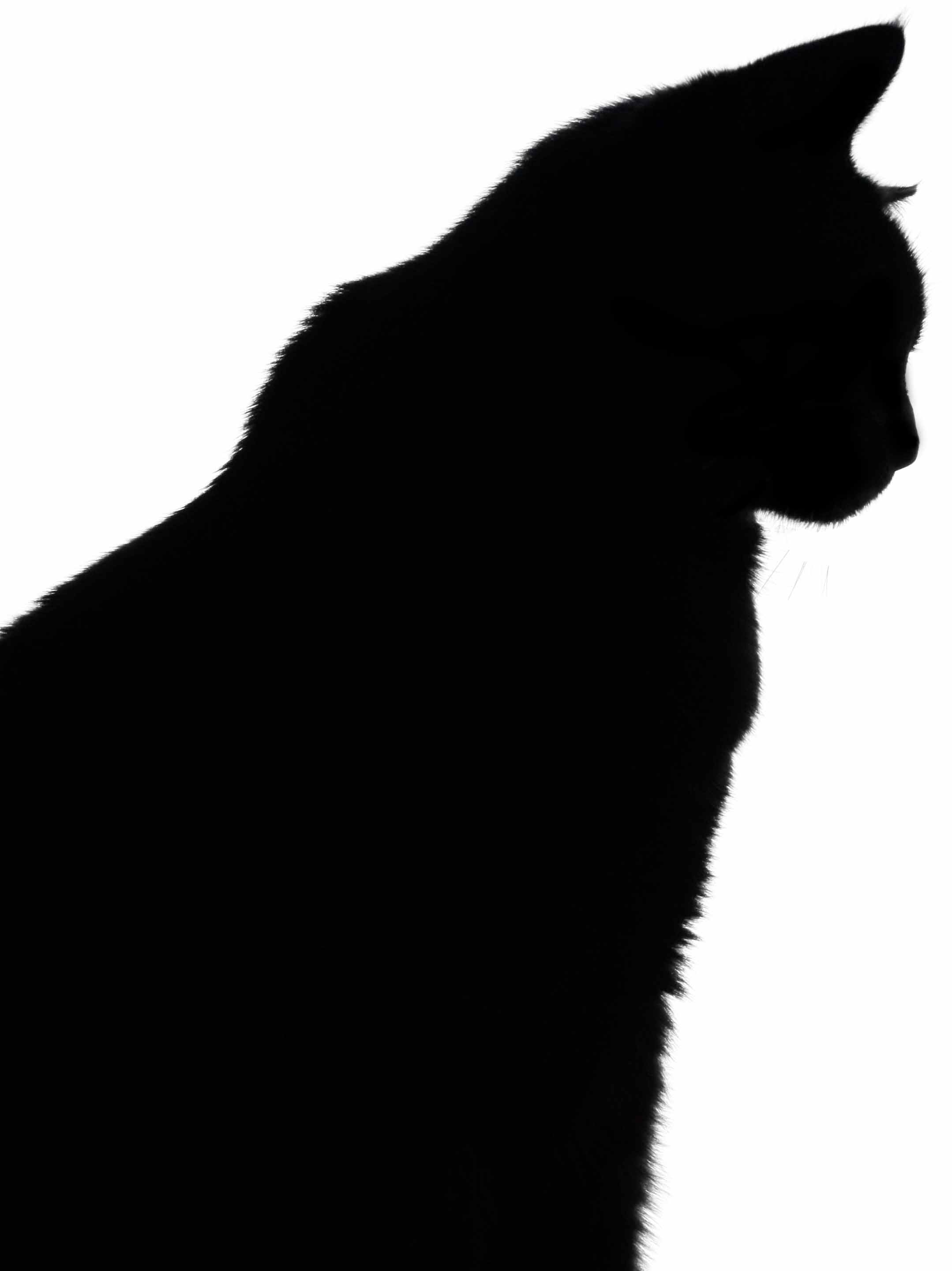 Black cat head photo clipart