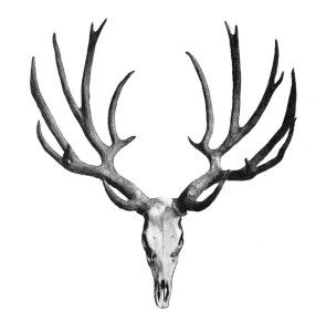 Vintage, Deer antlers and Clip art