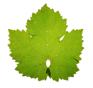 Wine Blog Â» Blog Archive Â» Wine Grape Varietal Leaves