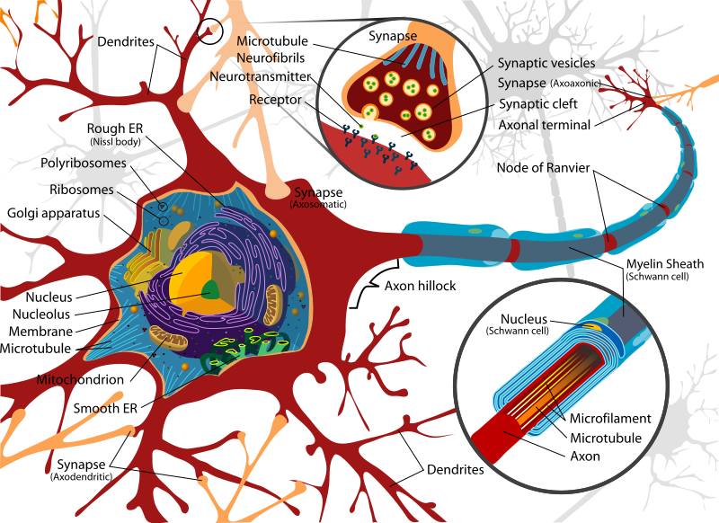 Human Physiology - Neurons & the Nervous System