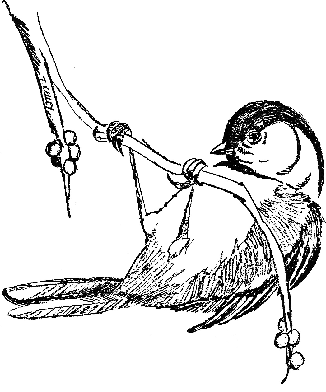 Black-capped Chickadee drawing.jpg