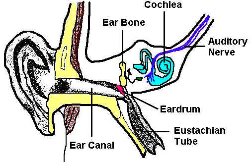 Parts of the Ear Worksheet - My Schoolhouse - Online Learning