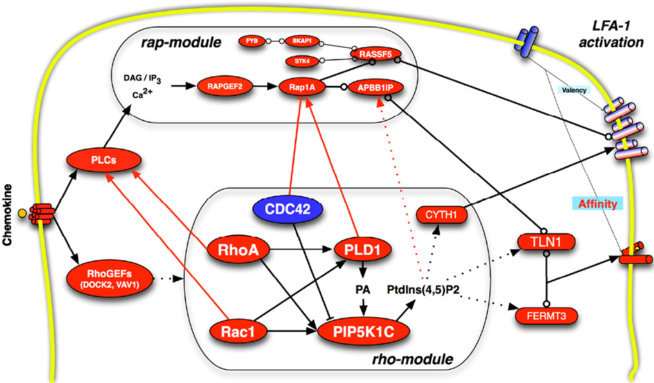 Frontiers | Chemokines and the Signaling Modules Regulating ...