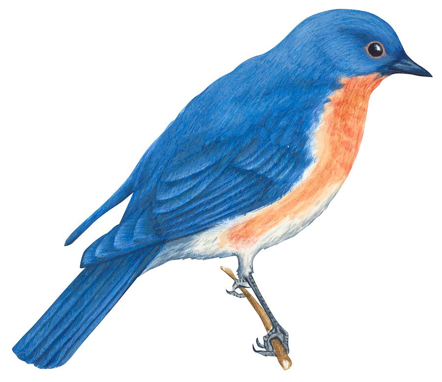 Drawings Of Bluebirds - ClipArt Best