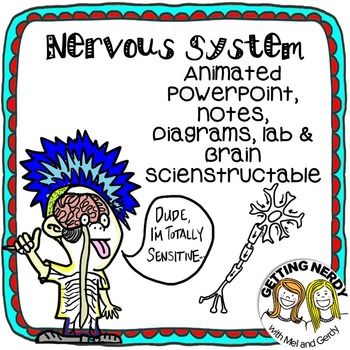 1000+ images about Nervous System