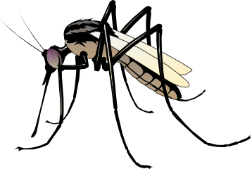 Clipart mosquito