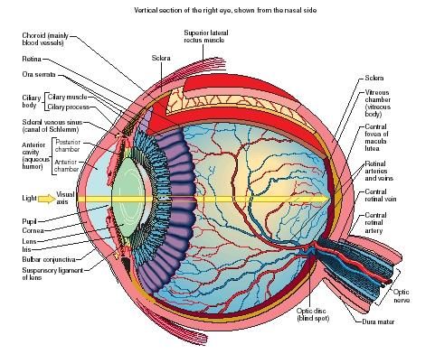 An eye, Eye anatomy and Human body