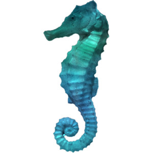 seahorse.png - Polyvore