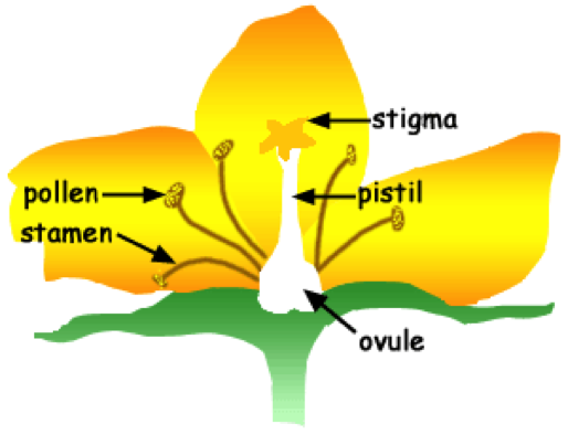 Lesson 2: Pollination | MpalaLive