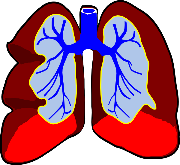 Healthy Lungs Clip Art - vector clip art online ...