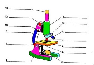 Microscope Parts Diagram Clipart - Free to use Clip Art Resource