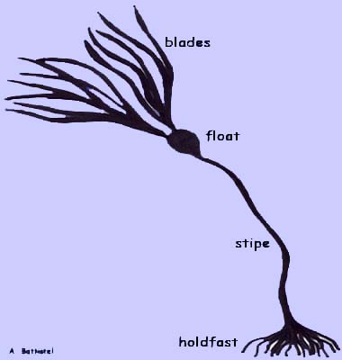 OceanLink | Biodiversity - SeaWeeds