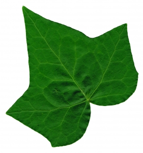 Pictures Of Ivy Leaves - ClipArt Best