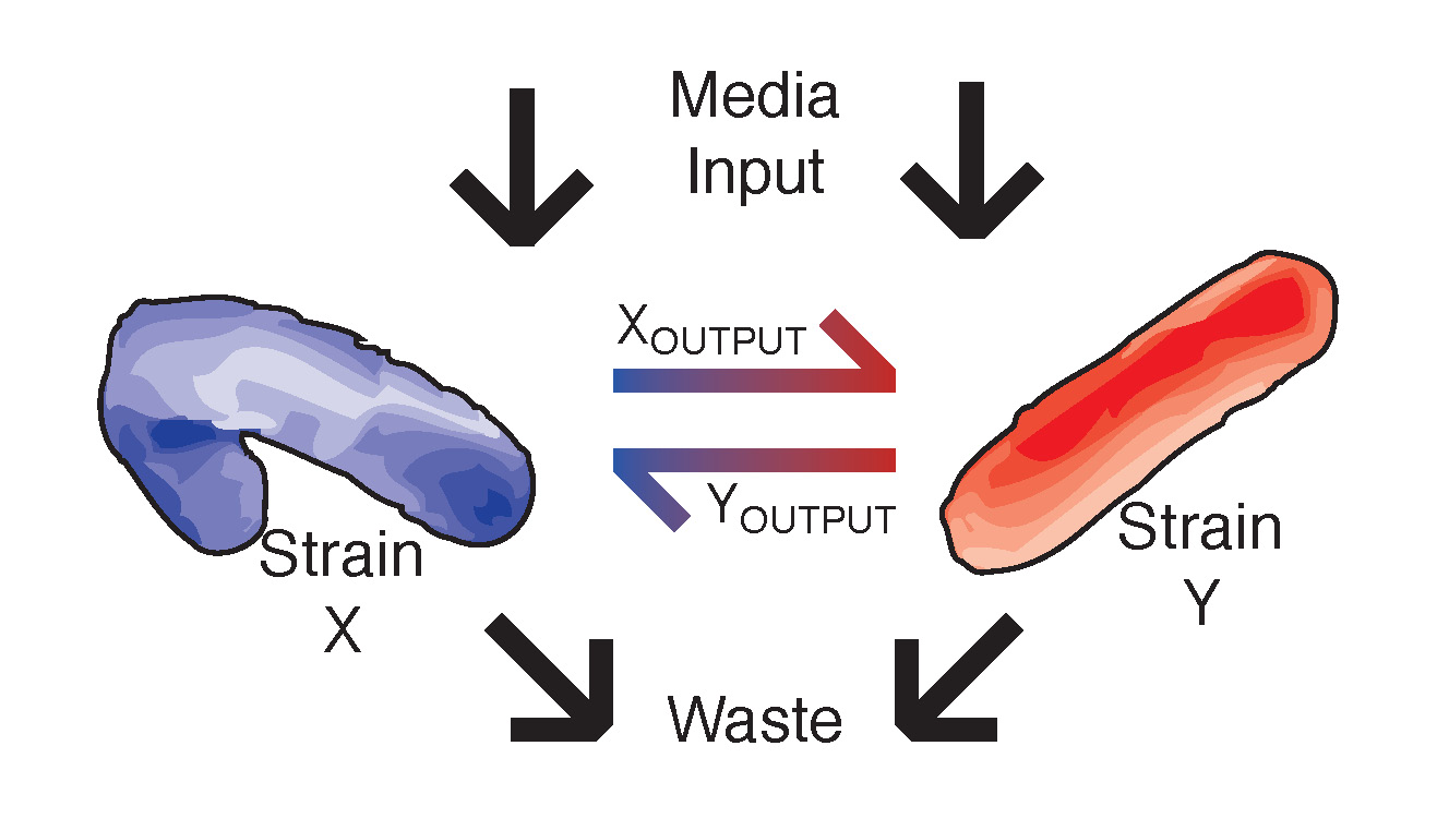 Trade balances in microbial communities | It Takes 30