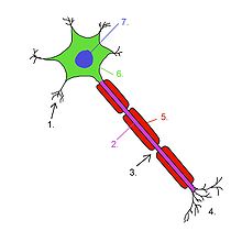 Structural Biochemistry/Neurons - Wikibooks, open books for an ...